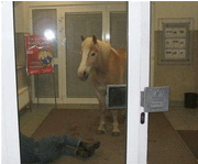 20070512214746-caballoenbanco.gif