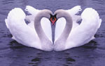 20070531163613-amor-primera-vista.jpg