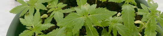 20070801162235-660682-tn.jpg