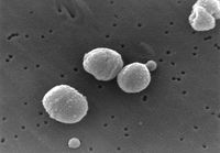 20070808015037-200px-streptococcus-pneumoniae.jpg